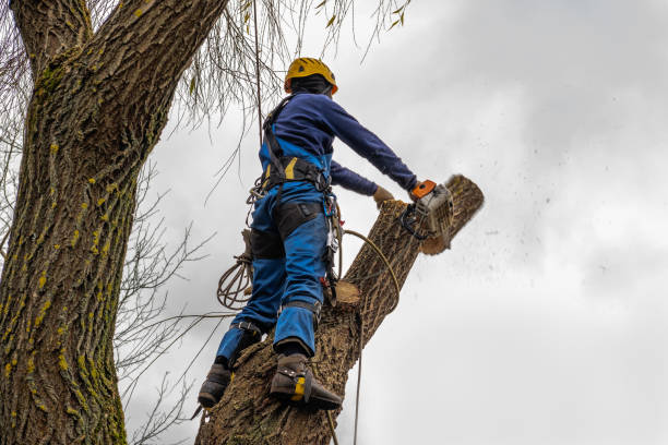 How Our Tree Care Process Works  in  Sultan, WA